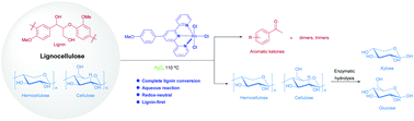 Graphical abstract: Rhodium-terpyridine catalyzed redox-neutral depolymerization of lignin in water