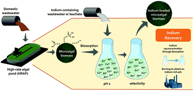 Graphical abstract: Microalgae: a sustainable adsorbent with high potential for upconcentration of indium(iii) from liquid process and waste streams