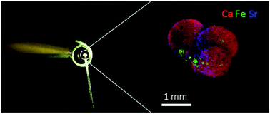 Graphical abstract: Three-dimensional X-ray fluorescence imaging modes for biological specimens using a full-field energy dispersive CCD camera