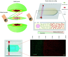 Graphical abstract: Tumor-on-a-chip: a microfluidic model to study cell response to environmental gradients