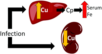 Graphical abstract: Changes in mammalian copper homeostasis during microbial infection