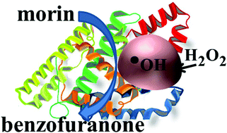Graphical abstract: Biocompatible bovine serum albumin stabilized platinum nanoparticles for the oxidation of morin