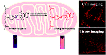 Graphical abstract: A red-emissive mitochondrial probe for imaging of the viscosity in living cells