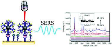 Graphical abstract: Facile synthesis of silver-rich Au/Ag bimetallic nanoparticles with highly active SERS properties