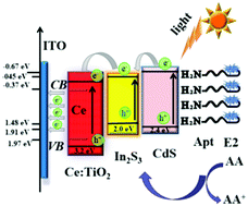 Graphical abstract: A photoelectrochemical aptasensor for the detection of 17β-estradiol based on In2S3 and CdS co-sensitized cerium doped TiO2