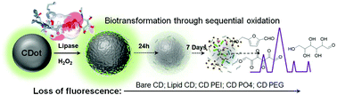 Graphical abstract: Enzyme-catalysed biodegradation of carbon dots follows sequential oxidation in a time dependent manner