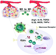 Graphical abstract: Polarization of tumor-associated macrophage phenotype via porous hollow iron nanoparticles for tumor immunotherapy in vivo