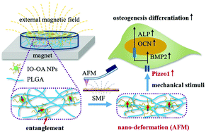 Graphical abstract: Synergistic osteogenesis promoted by magnetically actuated nano-mechanical stimuli