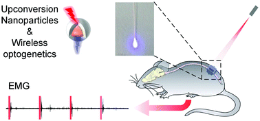 Graphical abstract: Flexible and fully implantable upconversion device for wireless optogenetic stimulation of the spinal cord in behaving animals