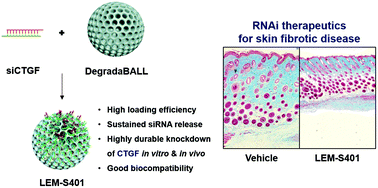 Graphical abstract: RNAi nanotherapy for fibrosis: highly durable knockdown of CTGF/CCN-2 using siRNA-DegradaBALL (LEM-S401) to treat skin fibrotic diseases