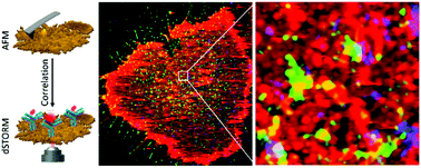 Graphical abstract: Correlative dual-color dSTORM/AFM reveals protein clusters at the cytoplasmic side of human bronchial epithelium membranes