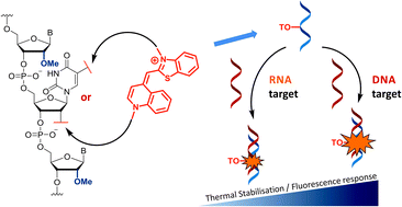 Graphical abstract: Design of thiazole orange oligonucleotide probes for detection of DNA and RNA by fluorescence and duplex melting