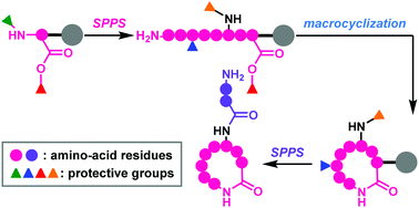 Graphical abstract: Full solid-phase total synthesis of macrocyclic natural peptides using four-dimensionally orthogonal protective groups