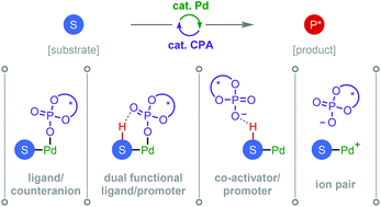 Graphical abstract: Recent applications of chiral phosphoric acids in palladium catalysis