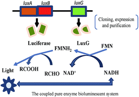 Graphical abstract: Cloning and expression of the flavin reductase LuxG from Photobacterium leiognathi YL and its improvement for NADH detection