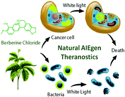 Graphical abstract: A highly efficient and AIE-active theranostic agent from natural herbs