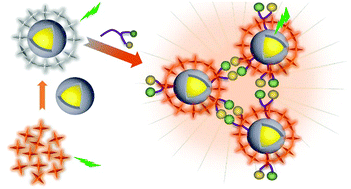 Graphical abstract: Aggregation induced emission enhancement by plasmon coupling of noble metal nanoparticles