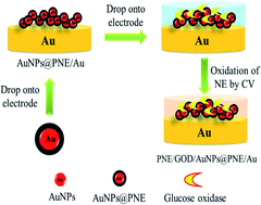 Graphical abstract: A glucose biosensor based on the immobilization of glucose oxidase and Au nanocomposites with polynorepinephrine
