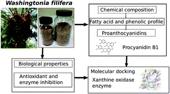 Graphical abstract: Phytochemical composition and the cholinesterase and xanthine oxidase inhibitory properties of seed extracts from the Washingtonia filifera palm fruit