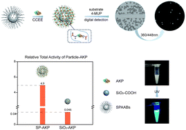 Graphical abstract: A spherical poly(acrylic acid) brush–enzyme block with high catalytic capacity for signal amplification in digital biological assays