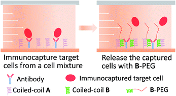 Graphical abstract: Efficient release of immunocaptured cells using coiled-coils in a microfluidic device