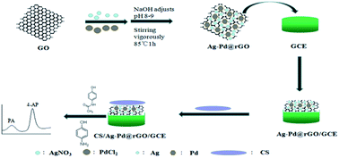 Graphical abstract: Simultaneous detection of acetaminophen and 4-aminophenol with an electrochemical sensor based on silver–palladium bimetal nanoparticles and reduced graphene oxide