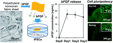 Graphical abstract: Controlled release of basic fibroblast growth factor from a water-floatable polyethylene nonwoven fabric sheet for maintenance culture of iPSCs