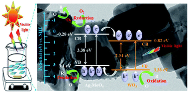 Graphical abstract: Facile synthesis of a novel WO3/Ag2MoO4 particles-on-plate staggered type II heterojunction with improved visible-light photocatalytic activity in removing environmental pollutants