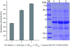 Graphical abstract: Enhanced extracellular recombinant keratinase activity in Bacillus subtilis SCK6 through signal peptide optimization and site-directed mutagenesis