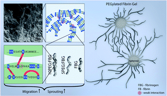 Graphical abstract: Digging deeper: structural background of PEGylated fibrin gels in cell migration and lumenogenesis