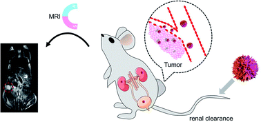 Graphical abstract: Renal-clearable hyaluronic acid functionalized NaGdF4 nanodots with enhanced tumor accumulation