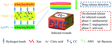 Graphical abstract: Sandwich-structure hydrogels implement on-demand release of multiple therapeutic drugs for infected wounds