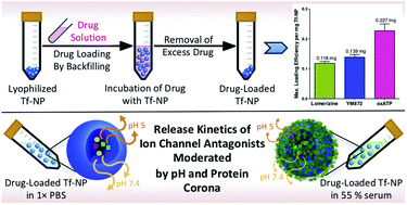 Graphical abstract: Protein corona formation moderates the release kinetics of ion channel antagonists from transferrin-functionalized polymeric nanoparticles