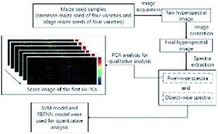 Graphical abstract: Application of near-infrared hyperspectral imaging to identify a variety of silage maize seeds and common maize seeds