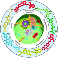 Graphical abstract: Fluorescent probes for organelle-targeted bioactive species imaging