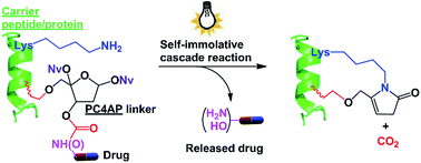 Graphical abstract: A light-responsive, self-immolative linker for controlled drug delivery via peptide- and protein-drug conjugates