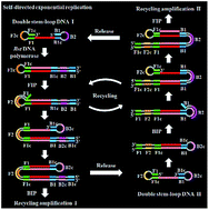 Graphical abstract: Construction of a self-directed replication system for label-free and real-time sensing of repair glycosylases with zero background
