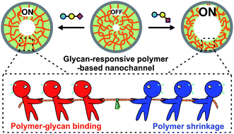 Graphical abstract: Biomimetic nanochannels for the discrimination of sialylated glycans via a tug-of-war between glycan binding and polymer shrinkage