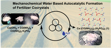Graphical abstract: In situ monitoring of mechanochemical synthesis of calcium urea phosphate fertilizer cocrystal reveals highly effective water-based autocatalysis