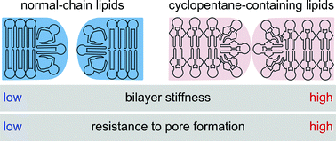Graphical abstract: Cyclopentane rings in hydrophobic chains of a phospholipid enhance the bilayer stability to electric breakdown