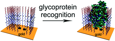 Graphical abstract: Creation of glycoprotein imprinted self-assembled monolayers with dynamic boronate recognition sites and imprinted cavities for selective glycoprotein recognition