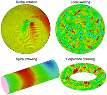 Graphical abstract: Collective dynamics of coherent motile cells on curved surfaces