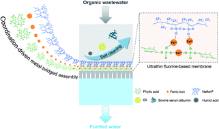 Graphical abstract: Ultrathin fluorinated self-cleaning membranes via coordination-driven metal-bridging assembly for water purification