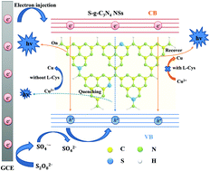 Graphical abstract: In situ sulfur-doped graphitic carbon nitride nanosheets with enhanced electrogenerated chemiluminescence used for sensitive and selective sensing of l-cysteine