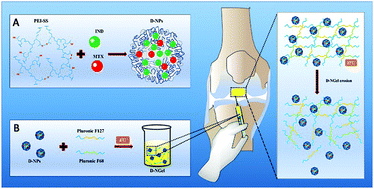 Graphical abstract: Intra-articular injection of indomethacin–methotrexate in situ hydrogel for the synergistic treatment of rheumatoid arthritis