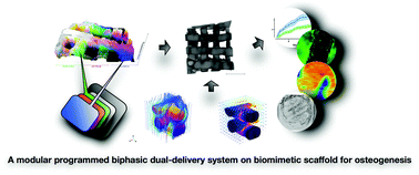 Graphical abstract: A modular programmed biphasic dual-delivery system on 3D ceramic scaffolds for osteogenesis in vitro and in vivo