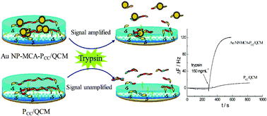 Graphical abstract: Label-free analytical performances of a peptide-based QCM biosensor for trypsin