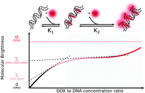 Graphical abstract: Single-molecule brightness analysis for the determination of anticancer drug interactions with DNA