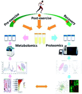 Graphical abstract: Integration of metabolomics and proteomics to reveal the metabolic characteristics of high-intensity interval training
