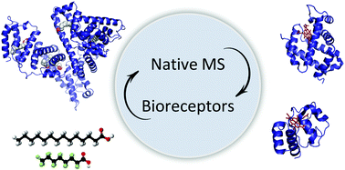 Graphical abstract: Native mass spectrometry for the design and selection of protein bioreceptors for perfluorinated compounds